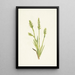 Spiranthes à capuchon Ibidium strictum - Mary Vaux Walcott — gerahmtes Bild an der Wand