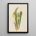 Sarracénie à capuchon Sarracenia minor - Mary Vaux Walcott — gerahmtes Bild an der Wand