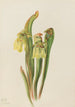 Sarracénie à capuchon Sarracenia minor - Mary Vaux Walcott — Ansicht des Kunstwerks