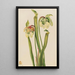 Sarracénie ibrida Sarracenia minor - Mary Vaux Walcott — quadro incorniciato alla parete