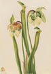 Sarracénie ibrida Sarracenia minor - Mary Vaux Walcott — vista dell’opera
