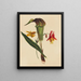 Jack dans la chaire - Mary Vaux Walcott — quadro incorniciato alla parete