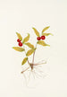 Fruit de Kruhsea Kruhsea streptopoides - Mary Vaux Walcott — vista dell’opera