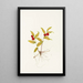 Fruit de Kruhsea Kruhsea streptopoides - Mary Vaux Walcott — quadro incorniciato alla parete