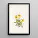 Arnica de Lake Louise Arnica louiseana - Mary Vaux Walcott — quadro incorniciato alla parete