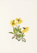 Arnica de Lake Louise Arnica louiseana - Mary Vaux Walcott — vista dell’opera