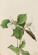 Trille blanc Trillium grandiflorum - Mary Vaux Walcott — Ansicht des Kunstwerks