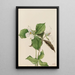 Trille blanc Trillium grandiflorum - Mary Vaux Walcott — gerahmtes Bild an der Wand