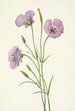 Mariposa lilas Calochortus splendens - Mary Vaux Walcott — vista dell’opera