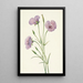 Mariposa lilas Calochortus splendens - Mary Vaux Walcott — quadro incorniciato alla parete
