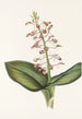 Lys Twayblade Liparis liliifolia - Mary Vaux Walcott — Ansicht des Kunstwerks