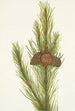 Pin tordu Pinus contorta murrayana - Mary Vaux Walcott — vista dell’opera