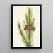Pin tordu Pinus contorta murrayana - Mary Vaux Walcott — quadro incorniciato alla parete
