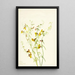 Lotus puberulus - Mary Vaux Walcott — quadro incorniciato alla parete
