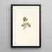 Airelle basse Vaccinium caespitosum - Mary Vaux Walcott — quadro incorniciato alla parete