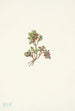 Airelle basse Vaccinium caespitosum - Mary Vaux Walcott — vista dell’opera