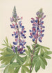 Lupin Lupinus fornosus - Mary Vaux Walcott — Ansicht des Kunstwerks