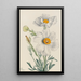 Pavot de Matilija Romneya coulteri - Mary Vaux Walcott — gerahmtes Bild an der Wand