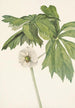 Podophylle pelté Podophyllum peltatum - Mary Vaux Walcott — vista dell’opera