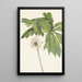 Podophylle pelté Podophyllum peltatum - Mary Vaux Walcott — quadro incorniciato alla parete
