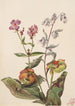 Beauté des prés Rhexia virginica Serpentaire Nabalus albus Sarracénie pourpre Sarracenia purpurea - Mary Vaux Walcott — vista dell’opera