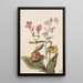Beauté des prés Rhexia virginica Serpentaire Nabalus albus Sarracénie pourpre Sarracenia purpurea - Mary Vaux Walcott — quadro incorniciato alla parete