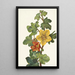 Fremontia mexicaine Fremontodendron mexicanum - Mary Vaux Walcott — quadro incorniciato alla parete