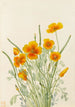 Mohn aus Mexiko Eschscholtzia mexicana - Mary Vaux Walcott — Ansicht des Kunstwerks