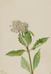 Asclépiade Asclepias - Mary Vaux Walcott — Ansicht des Kunstwerks