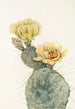 Missouri Feigenbaum Gemälde Opuntia polyacantha - Mary Vaux Walcott — Ansicht des Kunstwerks