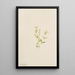 Moehringia laberiflora - Mary Vaux Walcott — quadro incorniciato alla parete