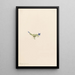 Gentiane der Moose Gentiana prostrata - Mary Vaux Walcott — gerahmtes Bild an der Wand