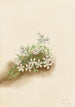 Phlox mousseux Phlox subulata - Mary Vaux Walcott — vista dell’opera