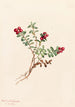 Airelle des montagnes Vaccinium vitis-idaea minus - Mary Vaux Walcott — vista dell’opera