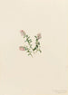 Airelle des montagnes Vaccinium vitis-idaea minus - Mary Vaux Walcott — Ansicht des Kunstwerks