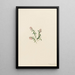 Airelle des montagnes Vaccinium vitis-idaea minus - Mary Vaux Walcott — gerahmtes Bild an der Wand