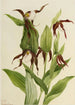 Sabot de Vénus der Berge Cypripedium montanum - Mary Vaux Walcott — Ansicht des Kunstwerks
