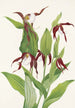 Sabot de Vénus der Berge Cypripedium montanum - Mary Vaux Walcott — Ansicht des Kunstwerks