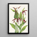 Sabot de Vénus der Berge Cypripedium montanum - Mary Vaux Walcott — gerahmtes Bild an der Wand