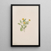 Fleur de musc Mimulus moschatus - Mary Vaux Walcott — quadro incorniciato alla parete