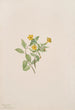 Fleur de musc Mimulus moschatus - Mary Vaux Walcott — vista dell’opera