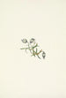 Compagnon penché Lychnis apetala - Mary Vaux Walcott — vista dell’opera