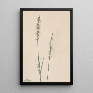 Mary Vaux Walcott - Nodding LadiesTresses Ibidium cernum.webp