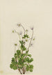 Anémone del Nord Anemone parviflora - Mary Vaux Walcott — vista dell’opera