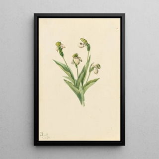 Mary Vaux Walcott - Northern Ladys Slipper Cypripedium passerinum.webp