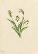 Sabot di Venere del Nord Cypripedium passerinum - Mary Vaux Walcott — vista dell’opera