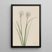 Oignon du Nord Allium sibiricum - Mary Vaux Walcott — quadro incorniciato alla parete