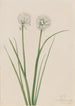 Oignon du Nord Allium sibiricum - Mary Vaux Walcott — vista dell’opera