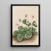 Clochettes d'Oconee Shortia galacifolia - Mary Vaux Walcott — gerahmtes Bild an der Wand