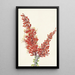 Ocotillo Fouquieria splendens - Mary Vaux Walcott — gerahmtes Bild an der Wand